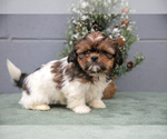 Puppy 3 Shih Tzu