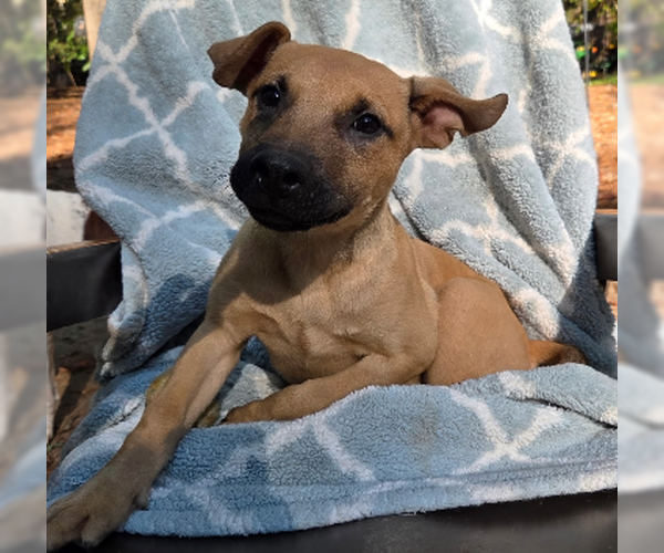 Medium Photo #1 Mutt Puppy For Sale in Decatur, GA, USA