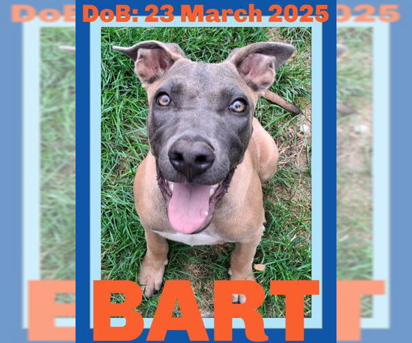 Medium Photo #21 Mutt Puppy For Sale in Sebec, ME, USA