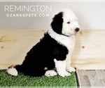 Small Photo #12 Sheepadoodle Puppy For Sale in SEYMOUR, MO, USA