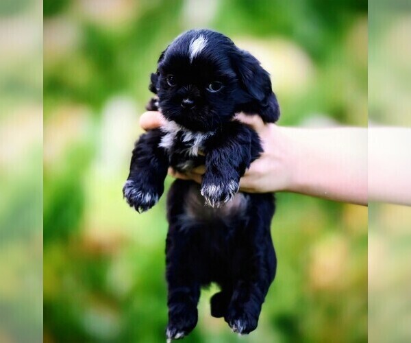 Medium Photo #6 Shih Tzu Puppy For Sale in DISPUTANTA, VA, USA