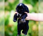 Small Photo #6 Shih Tzu Puppy For Sale in DISPUTANTA, VA, USA