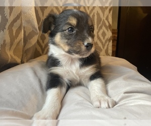 Australian Shepherd Puppy for sale in DRUMMONDS, TN, USA