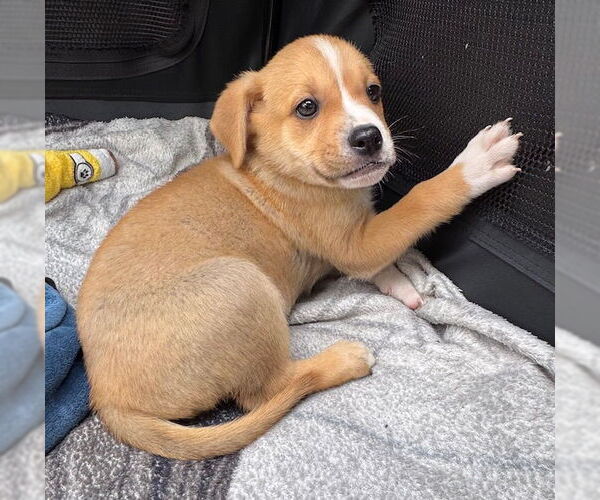 Medium Photo #3 Labrador Retriever-Unknown Mix Puppy For Sale in Tarrytown, GA, USA