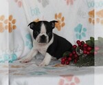 Small Photo #4 Boston Terrier Puppy For Sale in GORDONVILLE, PA, USA