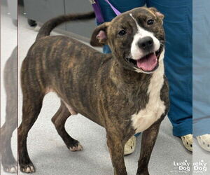 Mutt Dogs for adoption in Washington, DC, USA