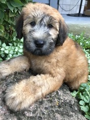 Soft Coated Wheaten Terrier Puppy for sale in RICHMOND, IL, USA