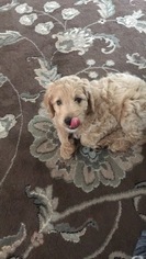 Goldendoodle-Unknown Mix Puppy for sale in JOHNSTON, RI, USA