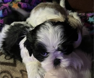 Shih Tzu Puppy for sale in PRINCETON, IN, USA