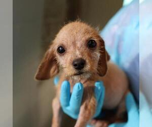 Mutt Dogs for adoption in San Antonio, TX, USA