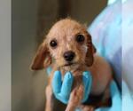 JIM - Male Mutt Dog for Adoption - Small photo