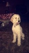 Small Photo #1 Goldendoodle Puppy For Sale in NORTH MANCHESTER, IN, USA