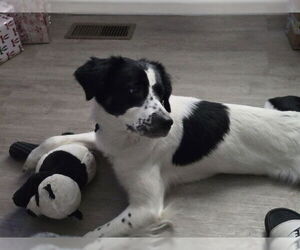 Border Collie-Unknown Mix Dogs for adoption in Louisville, KY, USA
