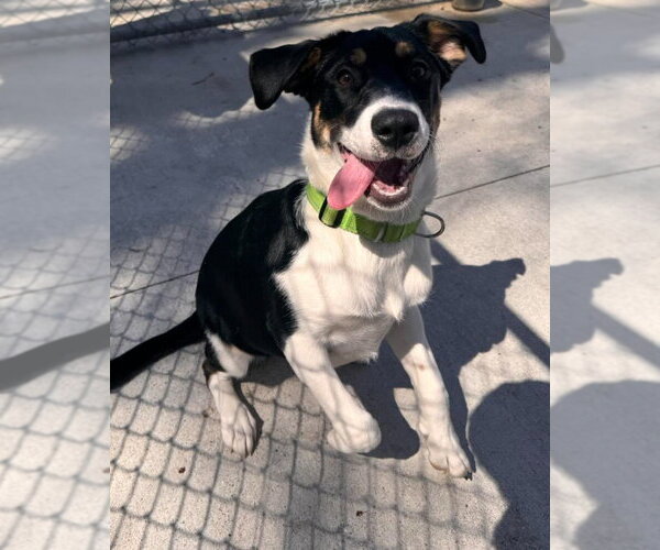 Medium Photo #5 Beagle-Unknown Mix Puppy For Sale in Muskegon, MI, USA