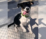 Small #4 Beagle Mix