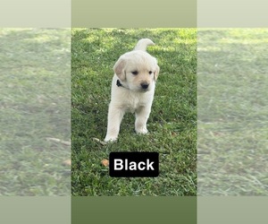 Medium Golden Retriever