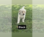 Puppy Puppy 1 Golden Retriever