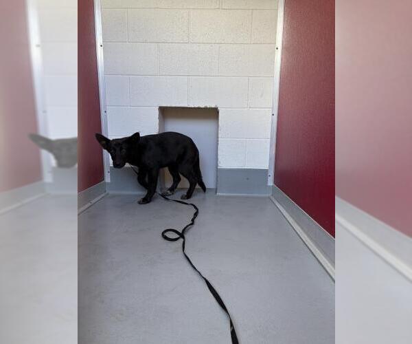 Medium Photo #1 German Shepherd Dog-Unknown Mix Puppy For Sale in Visalia, CA, USA