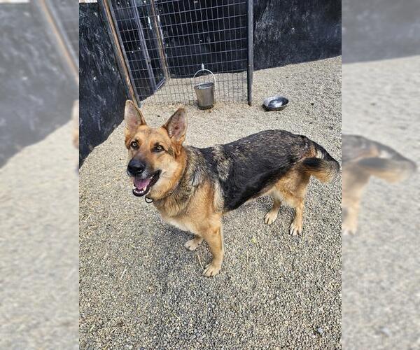 Medium Photo #1 German Shepherd Dog Puppy For Sale in Frisco, CO, USA