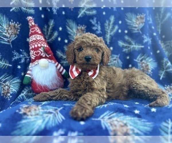 Medium Photo #7 Cock-A-Poo Puppy For Sale in LAKELAND, FL, USA