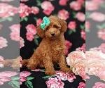 Small Photo #1 Poodle (Miniature) Puppy For Sale in OXFORD, PA, USA