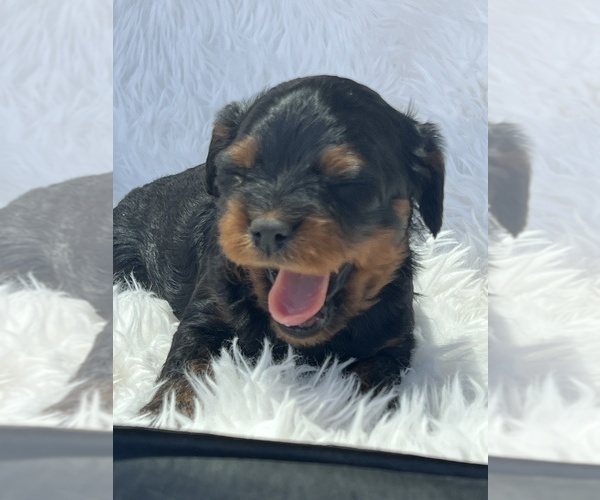 Medium Photo #2 Cavapoo (Toy) Puppy For Sale in NILES, MI, USA