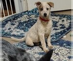 Small #4 Australian Cattle Dog