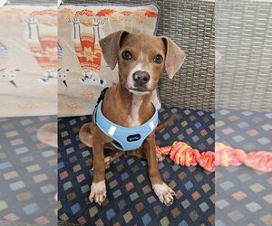 Cheagle Dogs for adoption in Ellijay, GA, USA