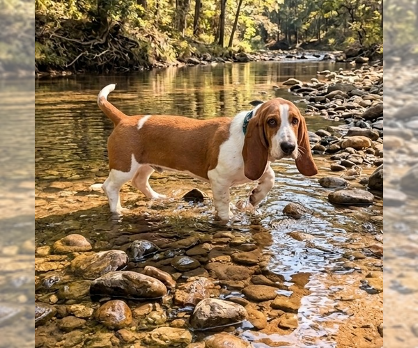 Medium Photo #4 Basset Hound Puppy For Sale in Vail, AZ, USA
