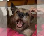 Small #3 Cairn Terrier