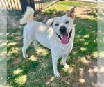 Small #1 Akita-Labrador Retriever Mix