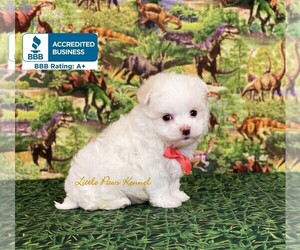 Maltese Puppy for sale in WINNSBORO, LA, USA