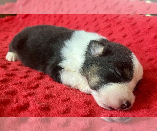 Medium Photo #1 Australian Shepherd Puppy For Sale in LODA, IL, USA