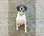 Small #5 Bluetick Coonhound
