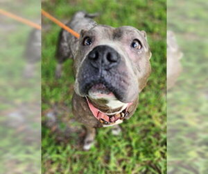 Mutt Dogs for adoption in Fort Lauderdale, FL, USA
