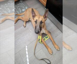 Bull Terrier-Unknown Mix Dogs for adoption in Las Vegas, NV, USA