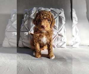 Goldendoodle Puppy for sale in IRVINE, CA, USA