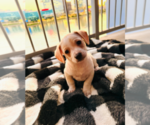 Puppy Frederick Chihuahua-Siberian Husky Mix