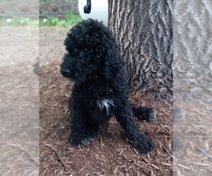 Goldendoodle Puppy for Sale in HINCKLEY, Minnesota USA