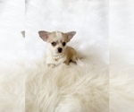 Small #3 Chihuahua