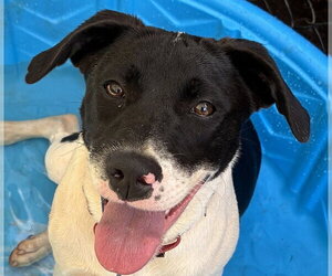 Pointer-Unknown Mix Dogs for adoption in Canton, CT, USA