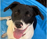 Small Pointer Mix