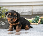 Small Photo #9 Yorkshire Terrier Puppy For Sale in NAPPANEE, IN, USA