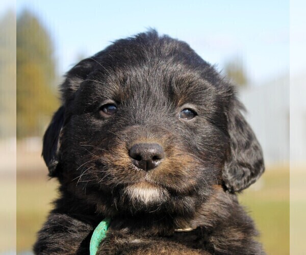 Medium Photo #4 Golden Mountain Dog Puppy For Sale in CLAYTON, WA, USA