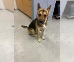THUNDER - Male German Shepherd Dog Dog for Adoption - Small photo