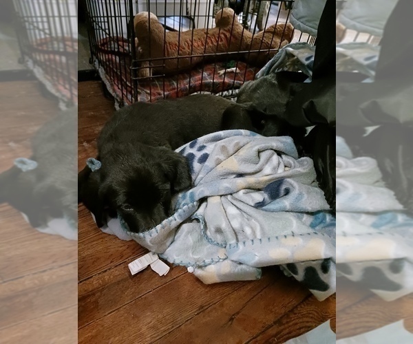 Medium Photo #4 English Cream Golden Retriever-Newfoundland Mix Puppy For Sale in SHEBOYGAN FALLS, WI, USA