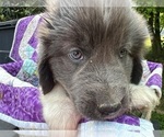 Small Photo #5 Newfoundland Puppy For Sale in JACKSON, NJ, USA