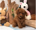 Small Photo #2 Poodle (Toy) Puppy For Sale in SAN FRANCISCO, CA, USA