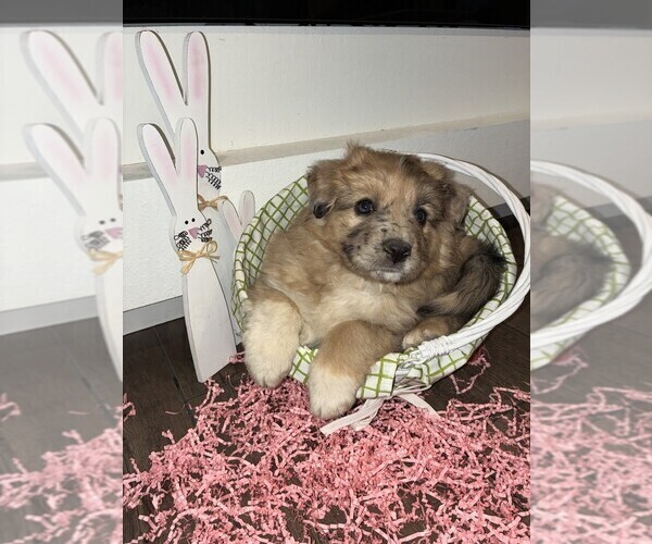 Medium Photo #8 Australian Shepherd-German Shepherd Dog Mix Puppy For Sale in CRAWFORD, CO, USA