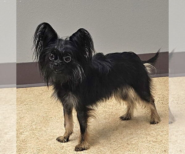 Medium Photo #1 Mutt Puppy For Sale in Olalla, WA, USA